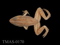 藏品(金線蛙)的圖片